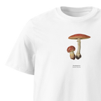 Punakärpässieni, Amanita muscaria