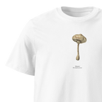 Ukonsieni, Macrolepiota procera